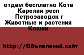 отдам бесплатно Кота - Карелия респ., Петрозаводск г. Животные и растения » Кошки   